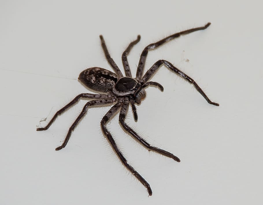 Huntsman Spider, Brown, labah-labah, besar, berbulu, asli, liar, queensland, australia, arachnid