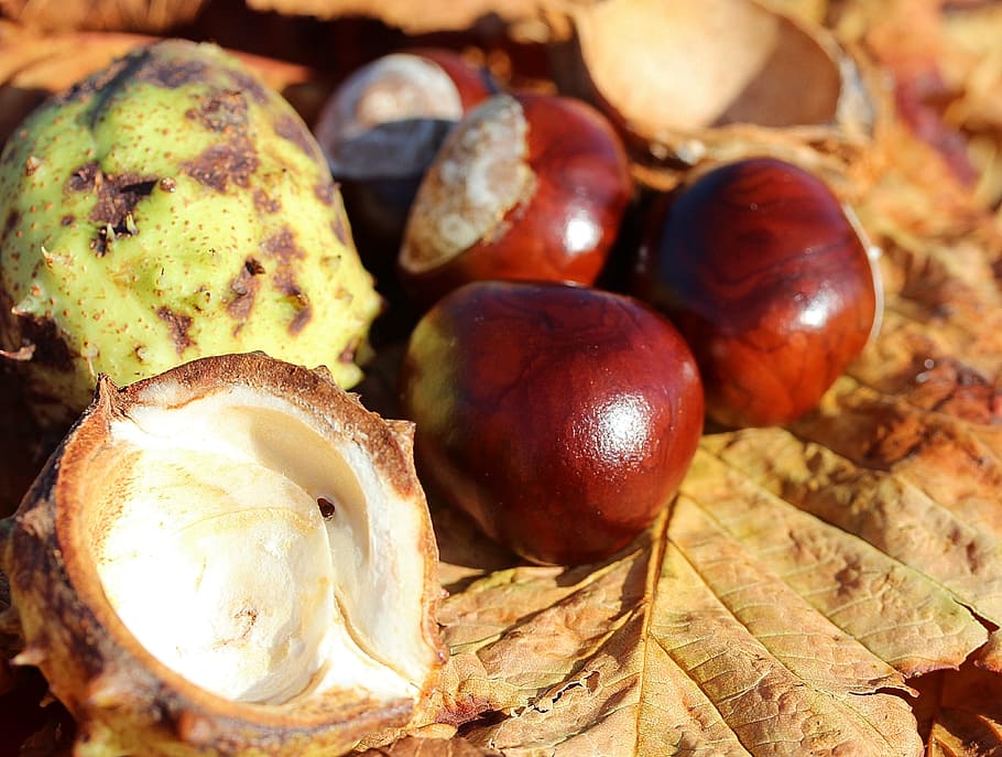 chestnut, castanea, castanea sativa, tree fruit, fruit, autumn, shiny, buckeye, nature, autumn fruit