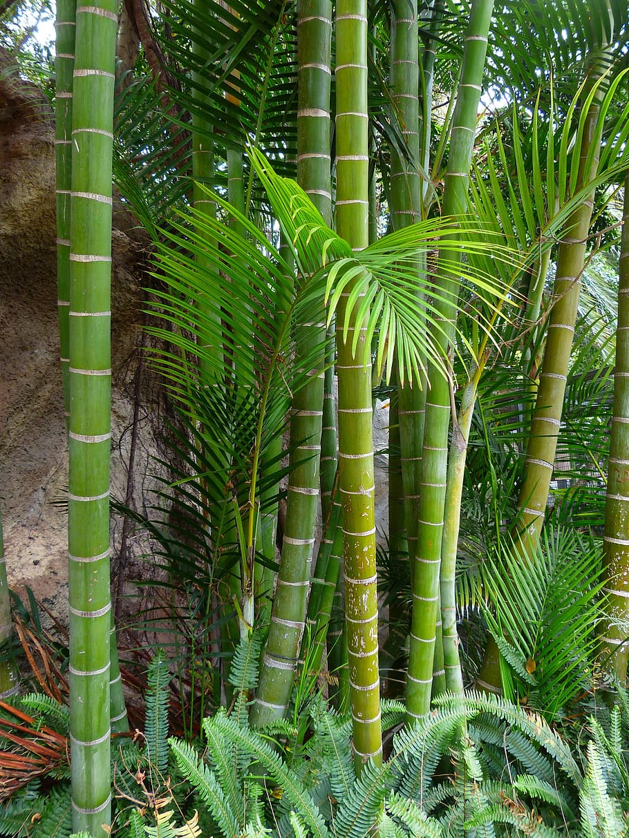bamboo plant, boston fern plants, bamboo, giant bamboo, bamboo trees, tree, log, tropical, exotic, green