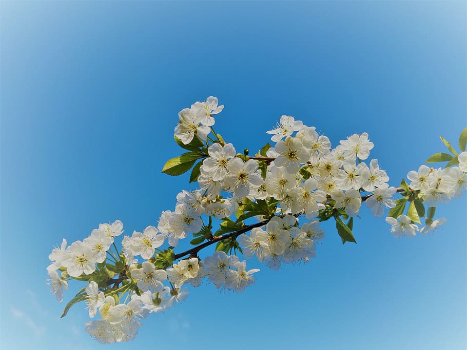flowering sloe, spring, white flowers, the delicacy, nature, plant, white, blooms, flowering tree, blackthorn