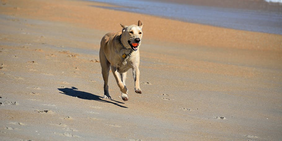 dewasa, kuning, labrador retriever, berlari, pantai, anjing, mengambil bola, hewan peliharaan, hewan, aktif