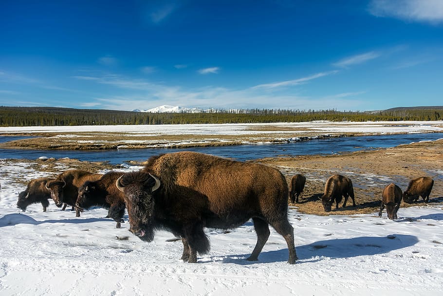 brown, bull, land, yellowstone, national park, travel, tourism, snow, winter, ice