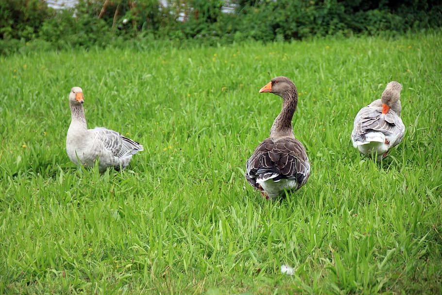 Animal, Goose, Geese, Meadow, green, bird, poultry, rush, green space, stand