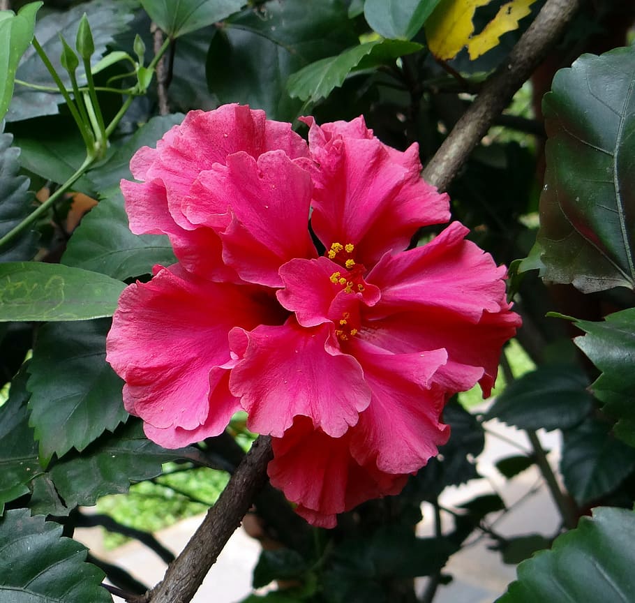 hibisco duplo, rosa, rosa sinensis, china rose, dharwad, índia, flor, planta de florescência, plantar, pétala