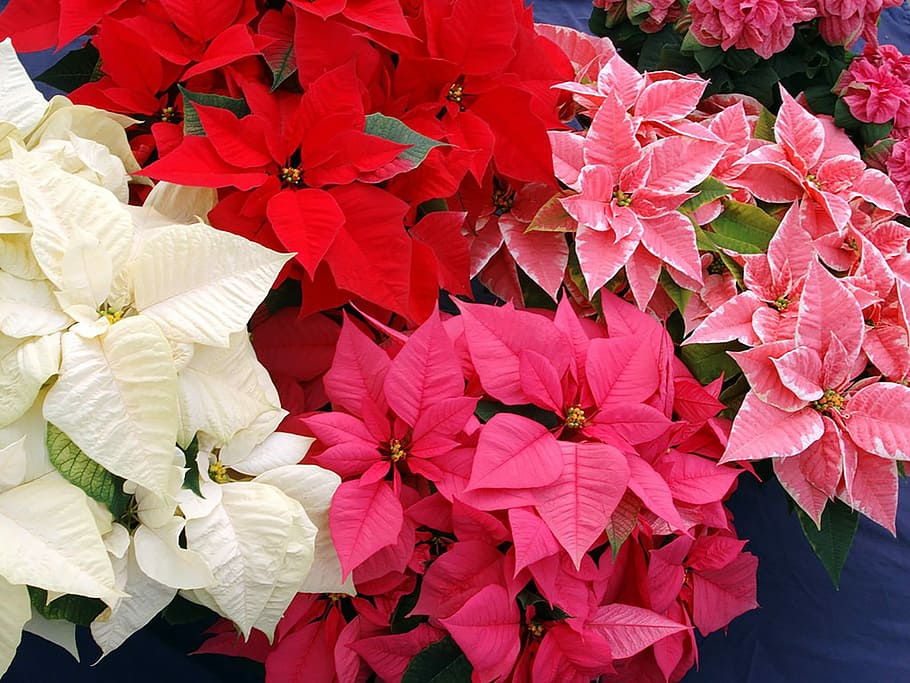 Flowers, Christmas Star, christmas, flower, rose - flower, red, petal, pink color, bouquet, flowering plant