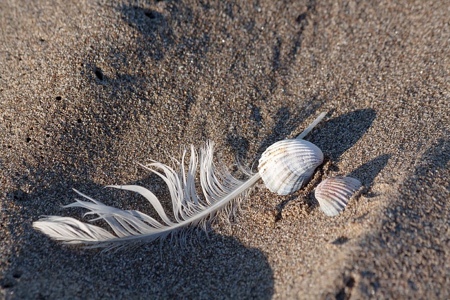 feather, shell, sea, holiday, memory, housing, animal, decorative, beach, sand
