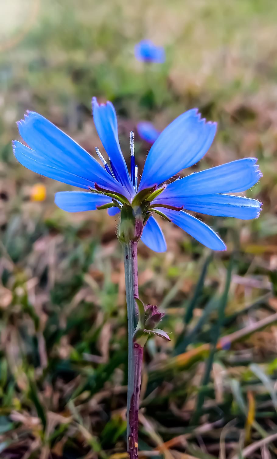 blu flower, meadow flowers, september, morning, summer, nature, hillside, dom, peace, beautiful