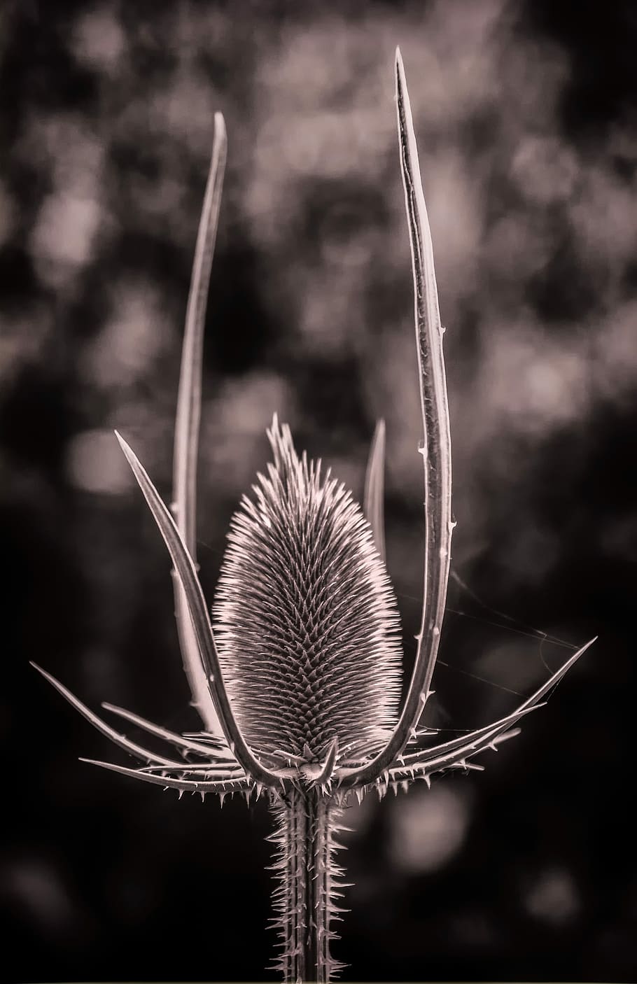 grayscale, selective, photography, sea holly flower, nature, plant, wild teasel, botany, blossom, bloom