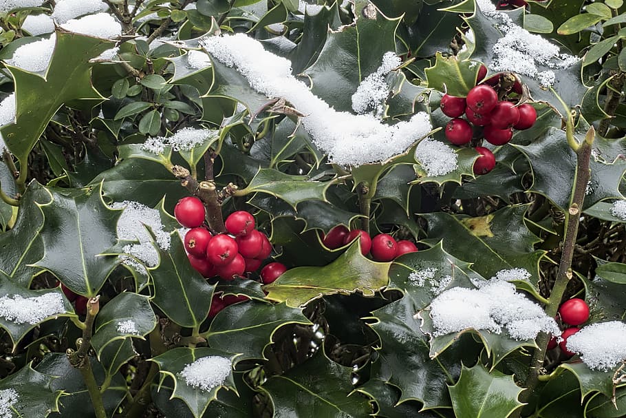 snow covered plant, holly, ilex aquifolium, snow, ordinary holly, common holly, aquifoliaceae, plant, green, berry red