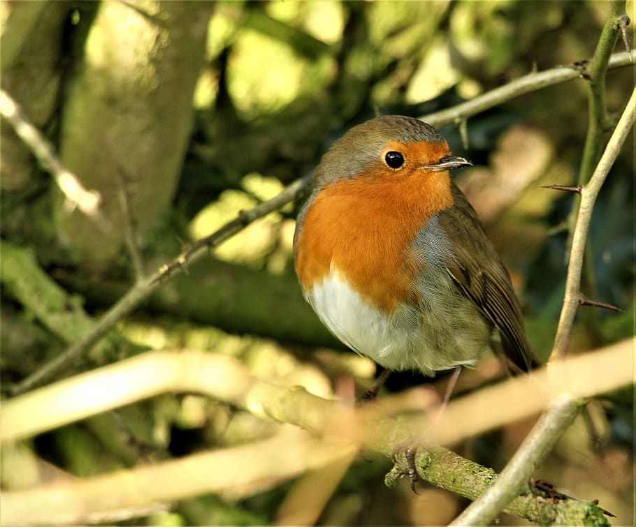 bird, robin, robin redbreast, songbird, close up, nature, wildlife, branch, beautiful, cute