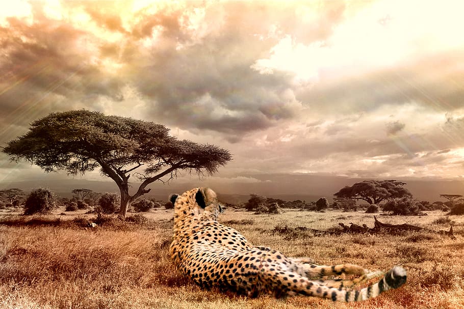 Foto de vida silvestre, marrón, negro, guepardo, mentira, pastos, gato grande, vida silvestre, animal salvaje, gato