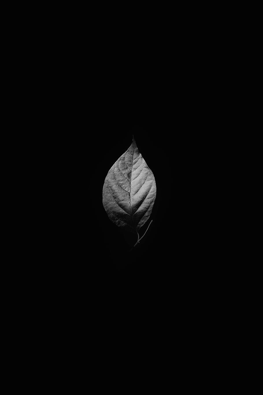 grayscale photography, leaf, leaves, plant, nature, veins, black and white, monochrome, dark, black Color
