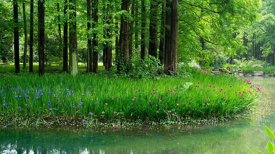 iris, metasequoia, flower, color, plant, park, outdoor, tree, water, growth