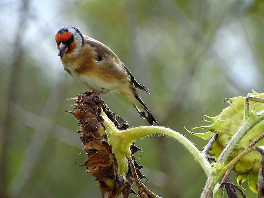 goldfinch, stieglitz, songbird, bird, wild bird, winter feeding, feeding, sunflower seeds, plumage, garden bird