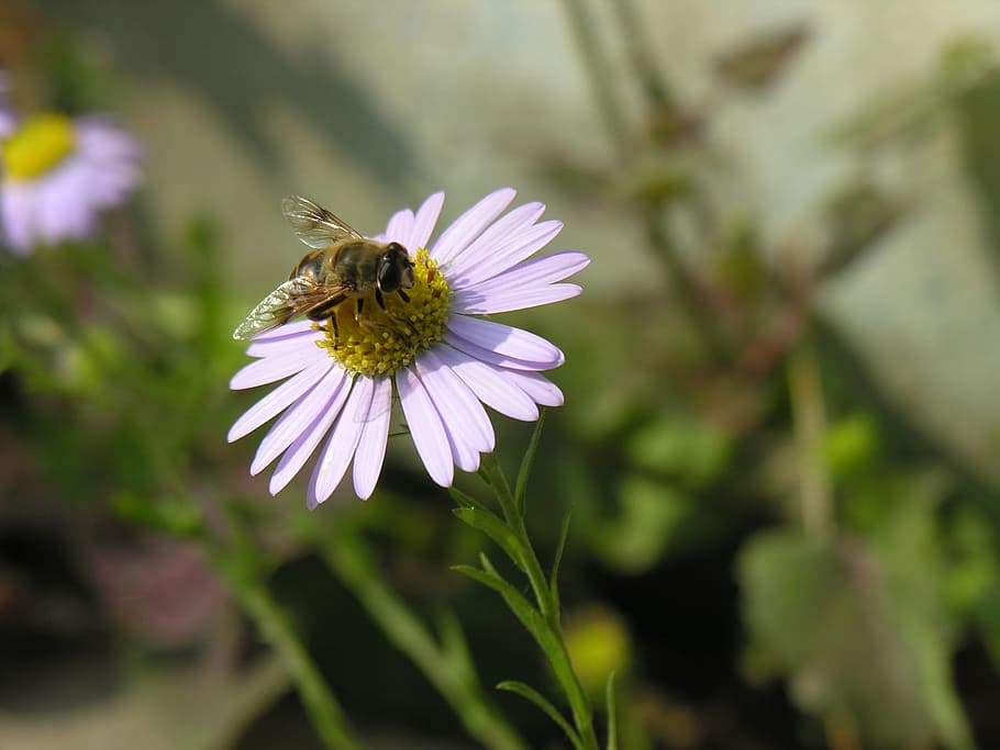 Flores, abeja, mamás, naturaleza, sus mamás, insecto, verano, planta, primer plano, al aire libre