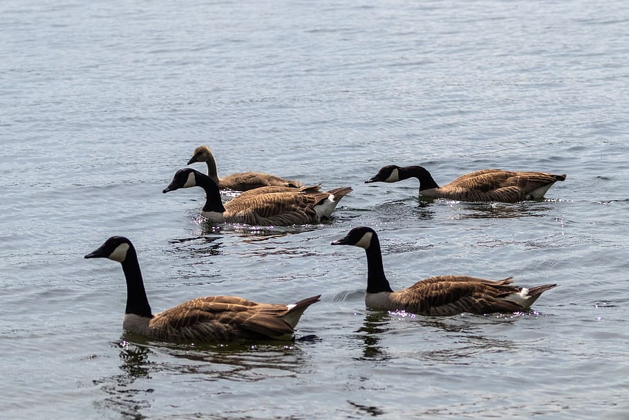 geese, canada geese, nature, animals, goose, waterfowl, lake, plumage, poultry, wild geese