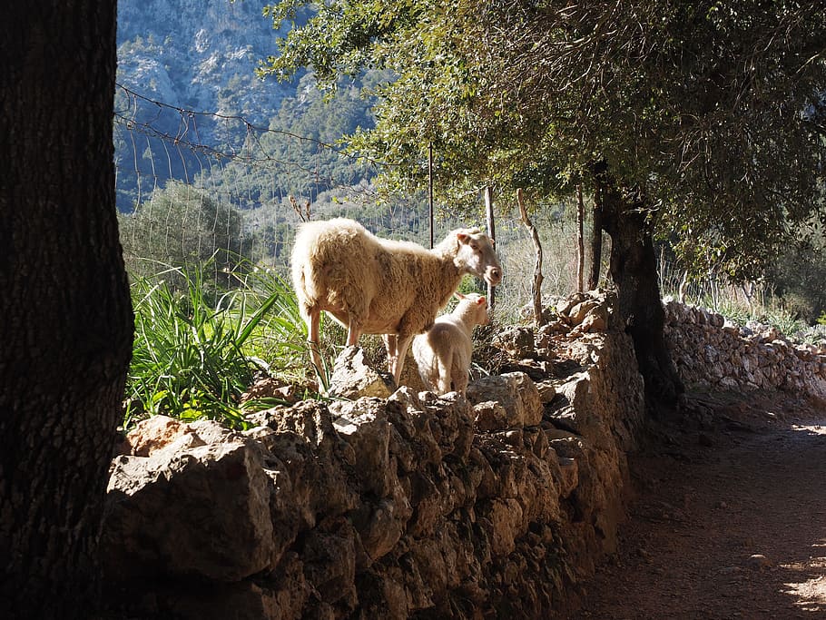 dos, blanco, cabras, formación rocosa, ovejas, lejos, muro de piedra seca, valle de oriente, mallorca, árbol