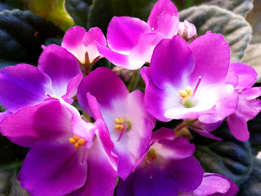 flor, planta de interior, violetas africanas, planta, planta en maceta, florecido, criado, planta floreciendo, fragilidad, vulnerabilidad