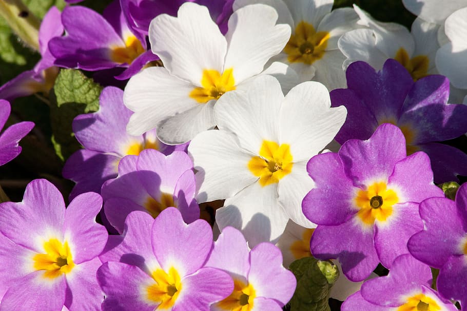 white, purple, petaled flowers, primroses, primula vulgaris hybrid, magenta, genus, primrose, primrose varieties, flowers