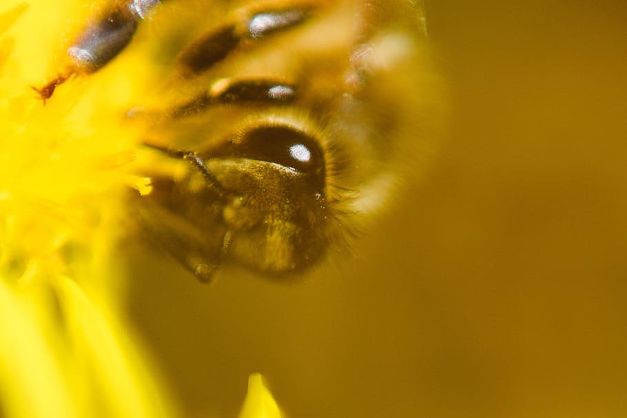 Bee Macro Pollinator Insect Human Body Part Yellow Eye Body