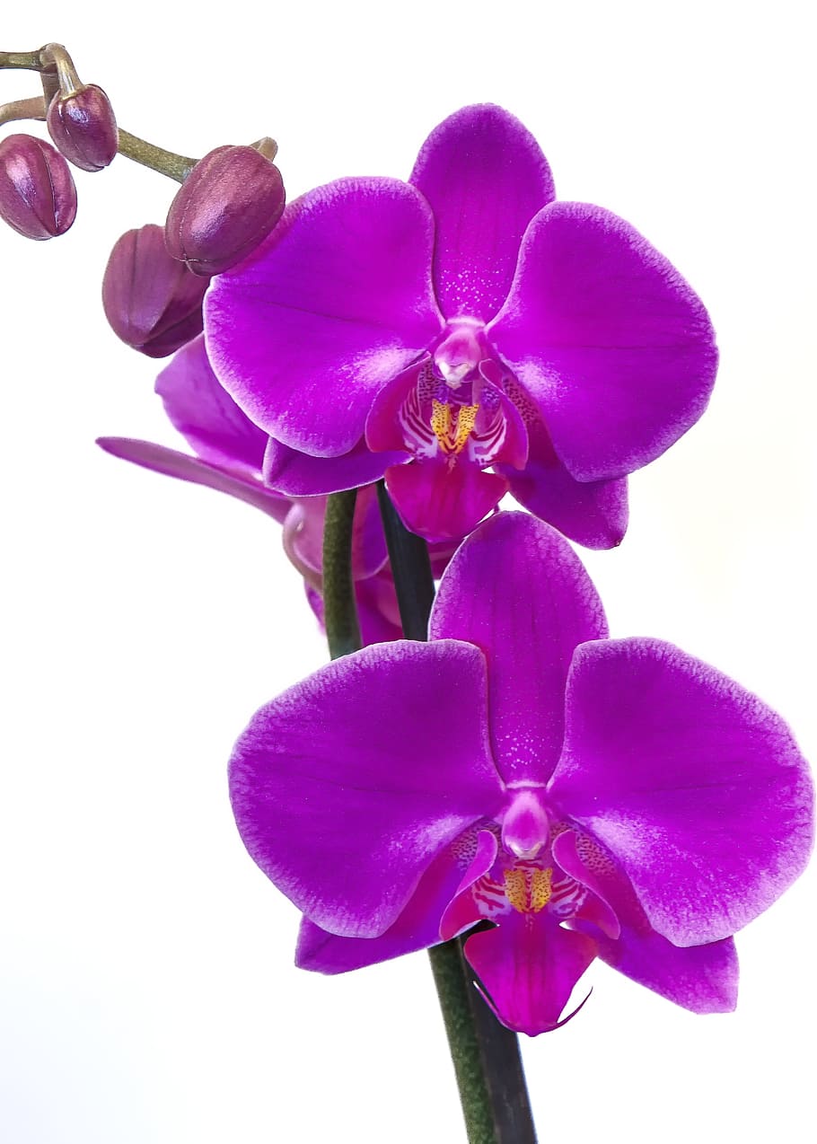 close-up, moth orchid flower, Orchid, Phalaenopsis, Pink, Purple, flower, exotic, phalaenopsis orchid, tropical