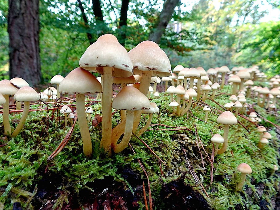 mushrooms, plants, fall, season, nature, forest, hat, wet, foam, tree trunk