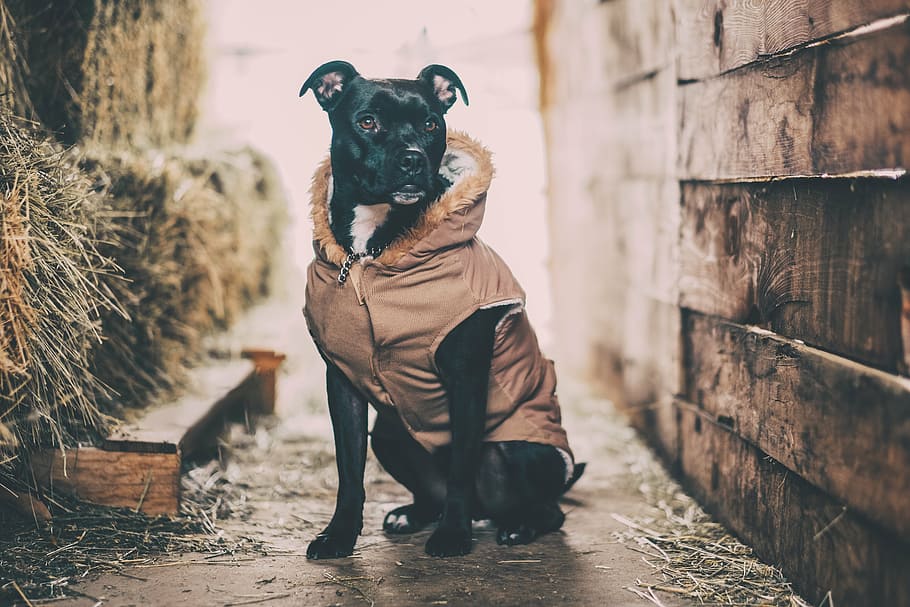 selective, focus photo, black, dog, wearing, brown, hoodie, sitting, wooden, fence