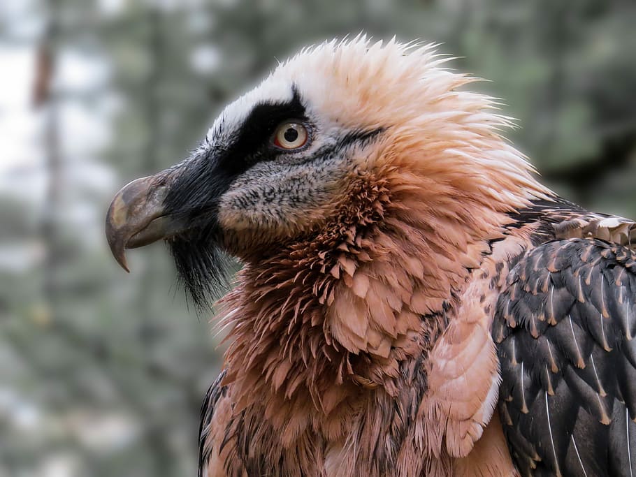 red hawk, bearded vulture, vulture, head, bird, bird of prey, close, bill, beak, animal