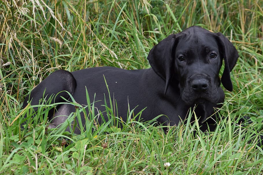 adult, black, labrador retriever, sitting, grass, Great Dane, Puppy, Dog, Pet, animal