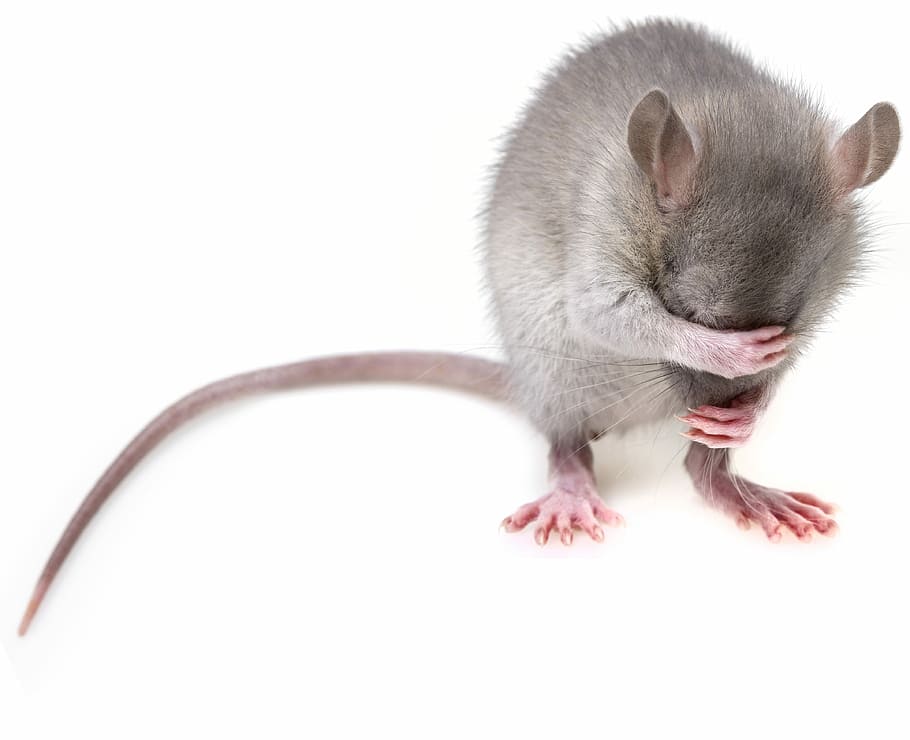 gris, rata, blanco, tablero, ratón, roedor, ratones, plagas, animal, temas de animales