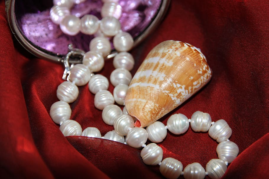 pearl, conch, red, jewelry, luxury, pearl jewelry, close-up, wealth, necklace, indoors