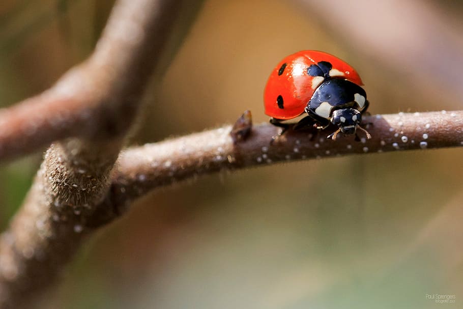 selectivo, fotografía de enfoque, rojo, escarabajo mariquita, mariquita, macro, error, naturaleza, escarabajo, primer plano
