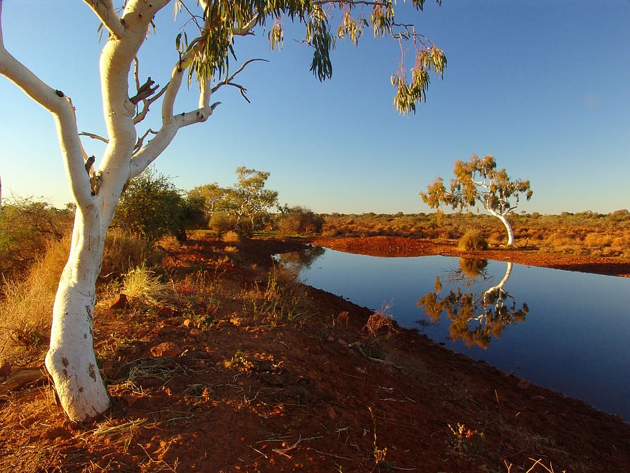 outback, australia, landscape, nature, waterhole, tree, water, plant, tranquility, sky