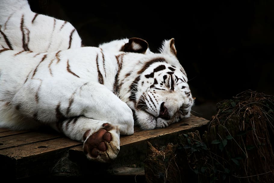 bengal tiger, sleeping, brown, wooden, surface, tiger, white, cat, predator, animal