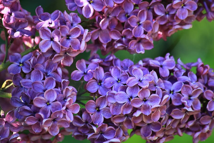 purple 4-petaled flowers, purple, flowers, lilac, lilac bush, lilac flower, fliederblueten, lilac umbels, petals, blossom