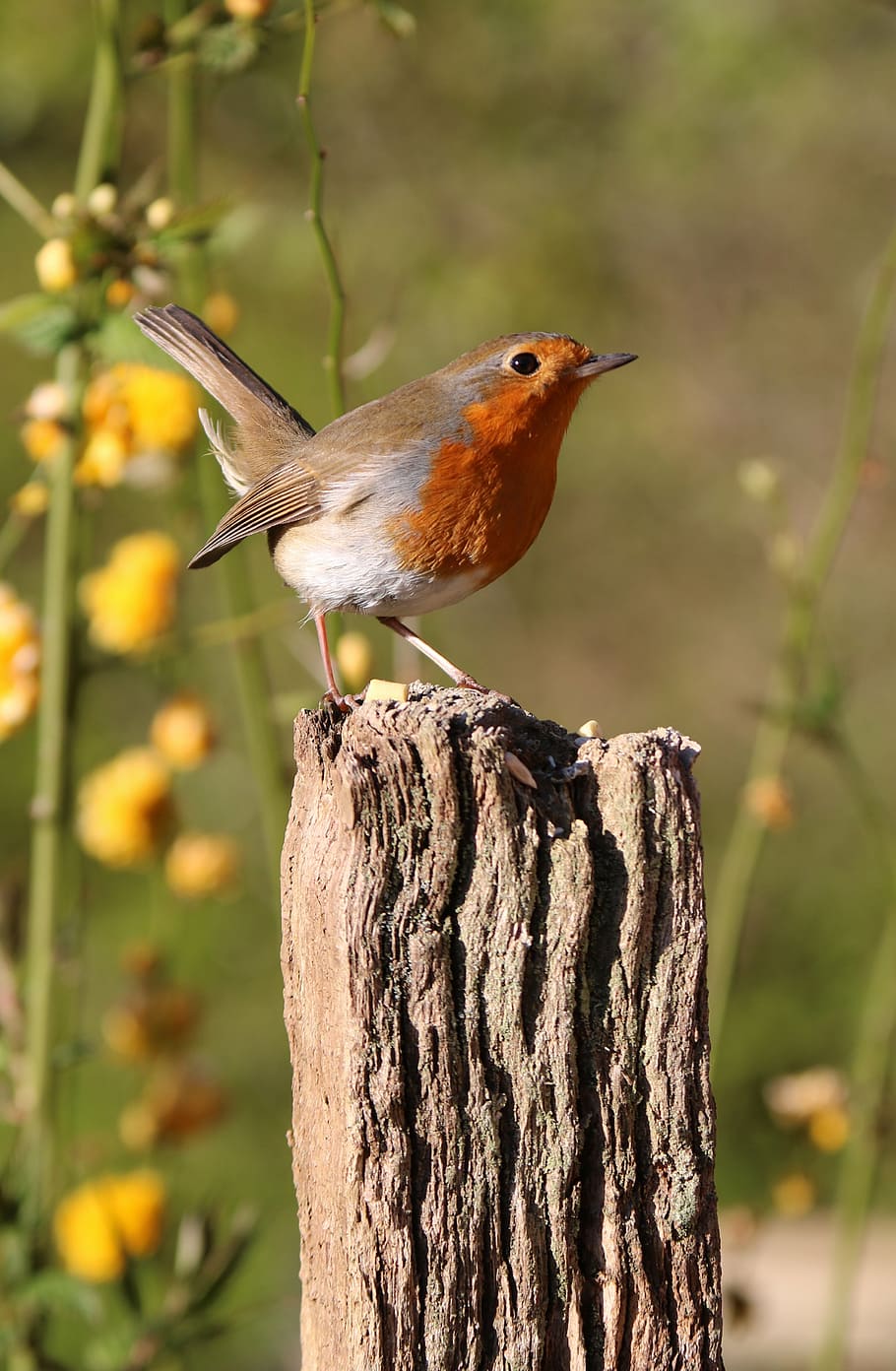 bird perching, wood, stand, robin, post, flowers, bird, nature, red, wildlife
