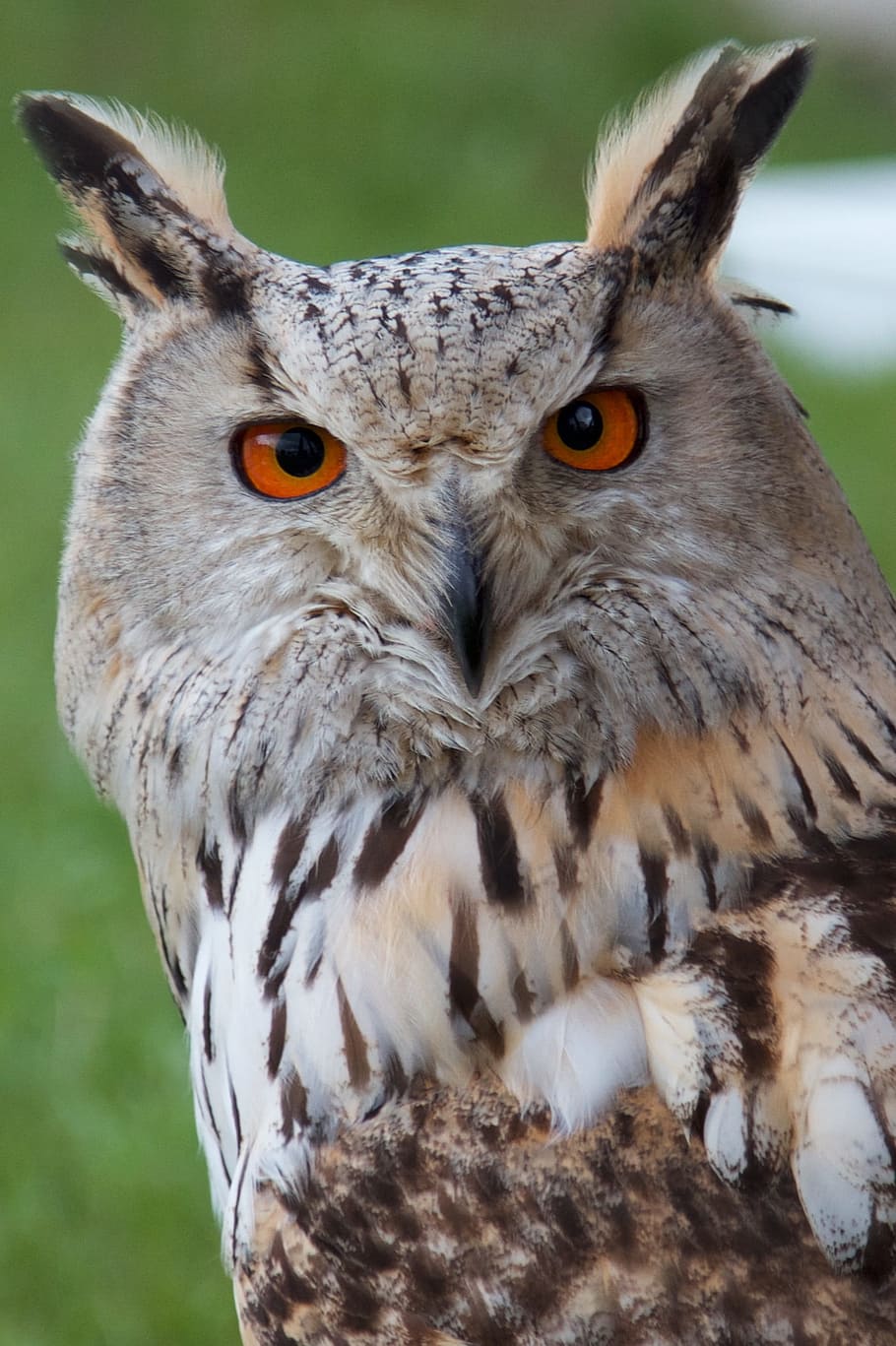 owls, raptor, beak, great horned owl european, eyes, orange, jv, feathers, birds, nature