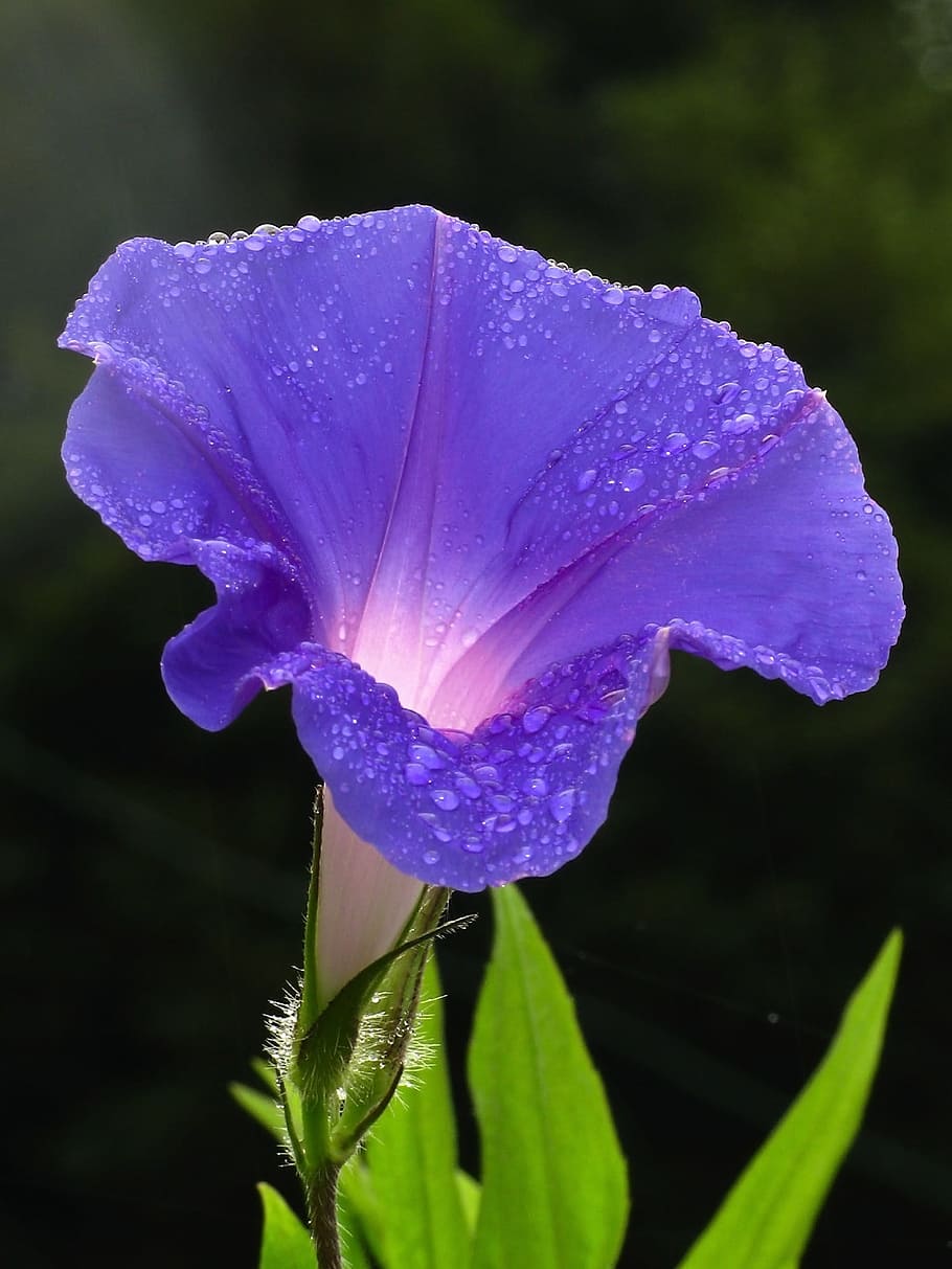 close, photography, water dew, purple, morning glory flower, purple Morning Glory, closeup, climber, morning glory, convolvulaceae