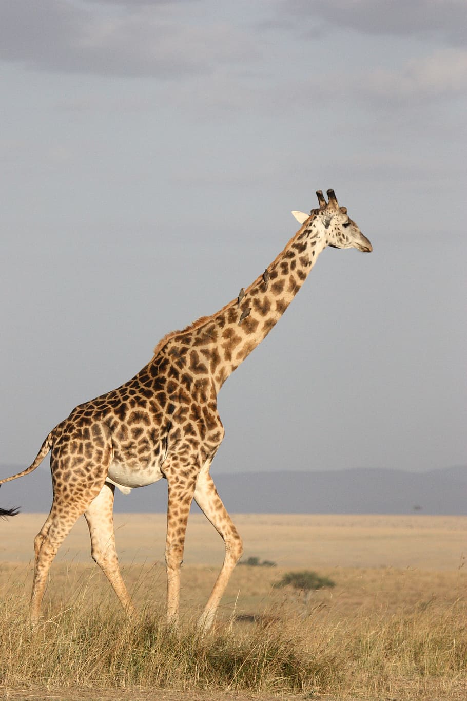 giraffe, withered, grass, tall, mammal, africa, south africa, wild, nature, wildlife