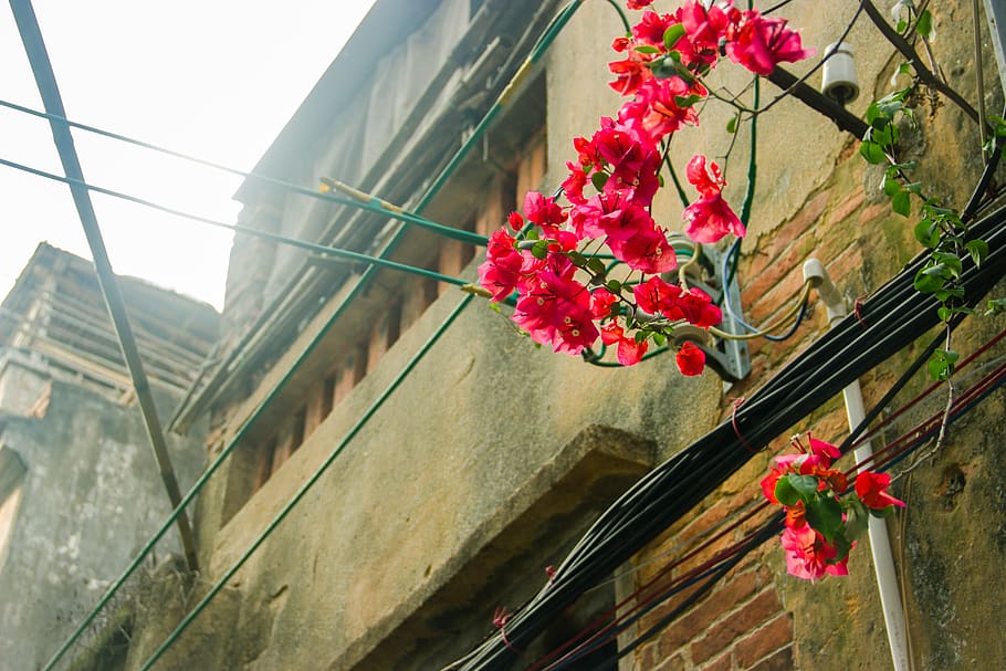 buganvílias, vista da rua, rua, forro pontual, flor, planta com flor, planta, beleza da natureza, natureza, estrutura construída