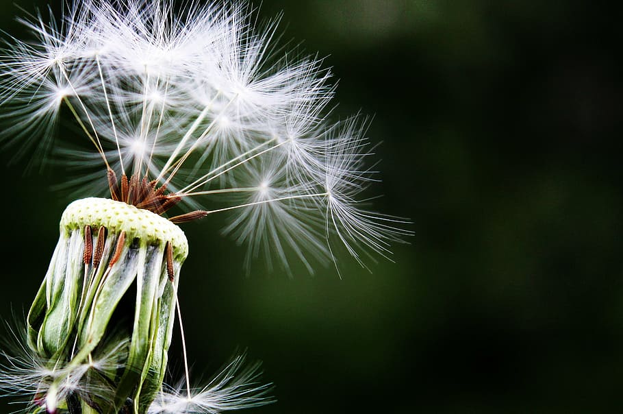 macro photography, white, dandelion flowers, dandelion, seeds, pointed flower, meadow, nature, close, flower