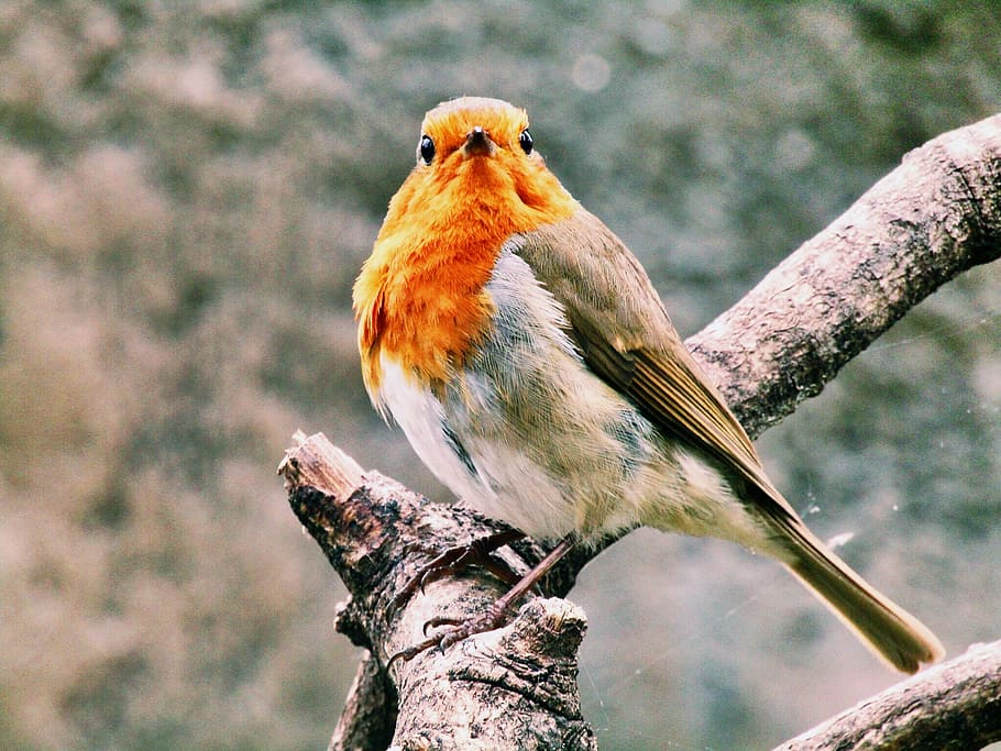 European robin on branch, bird, animal wildlife, animals in the wild, animal themes, animal, vertebrate, one animal, perching, focus on foreground
