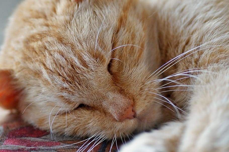 kucing, tidur, tomcat, berambut merah, istirahat, tidak bangun, rumah, hewan peliharaan, jangan ganggu, lelah