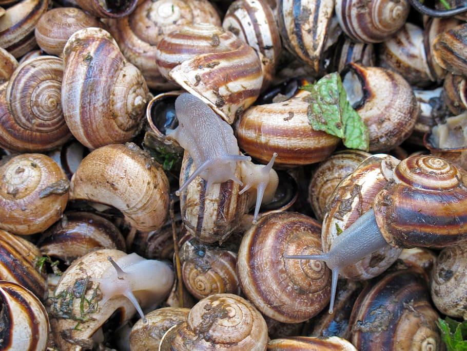 snails, escargot, delicacy, full frame, backgrounds, food and drink, food, shell, seafood, large group of objects