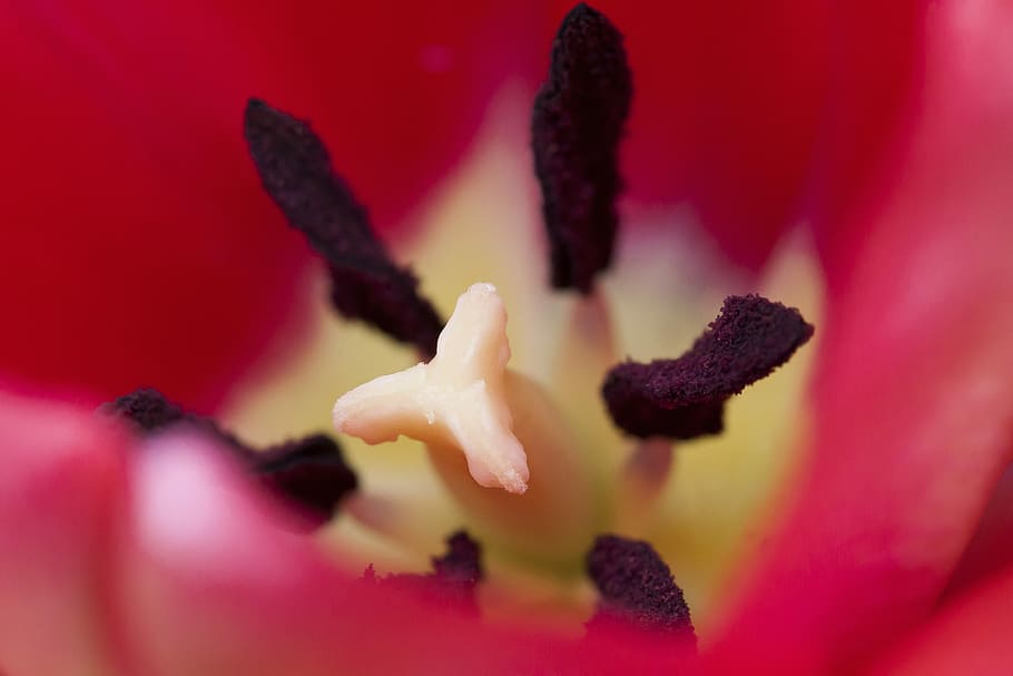 tulip, stamp, stamens, lily family, spring, nature, flower, schnittblume, blossom, bloom