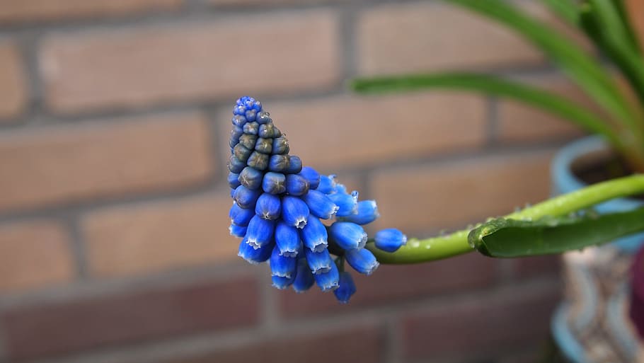 blue grape, muscari, spring flower, flower pot, garden, bricks, blue, bluebells, drops, rain shower