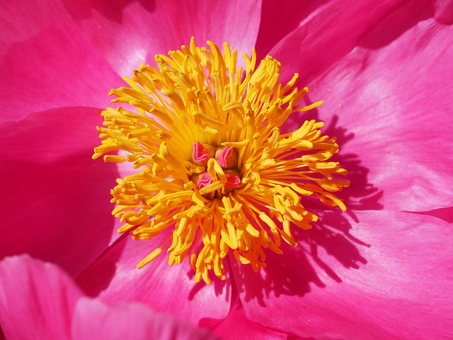 Peony, Blossom, Bloom, Stamen, Pink, flower, petals, colorful, color, paeonia