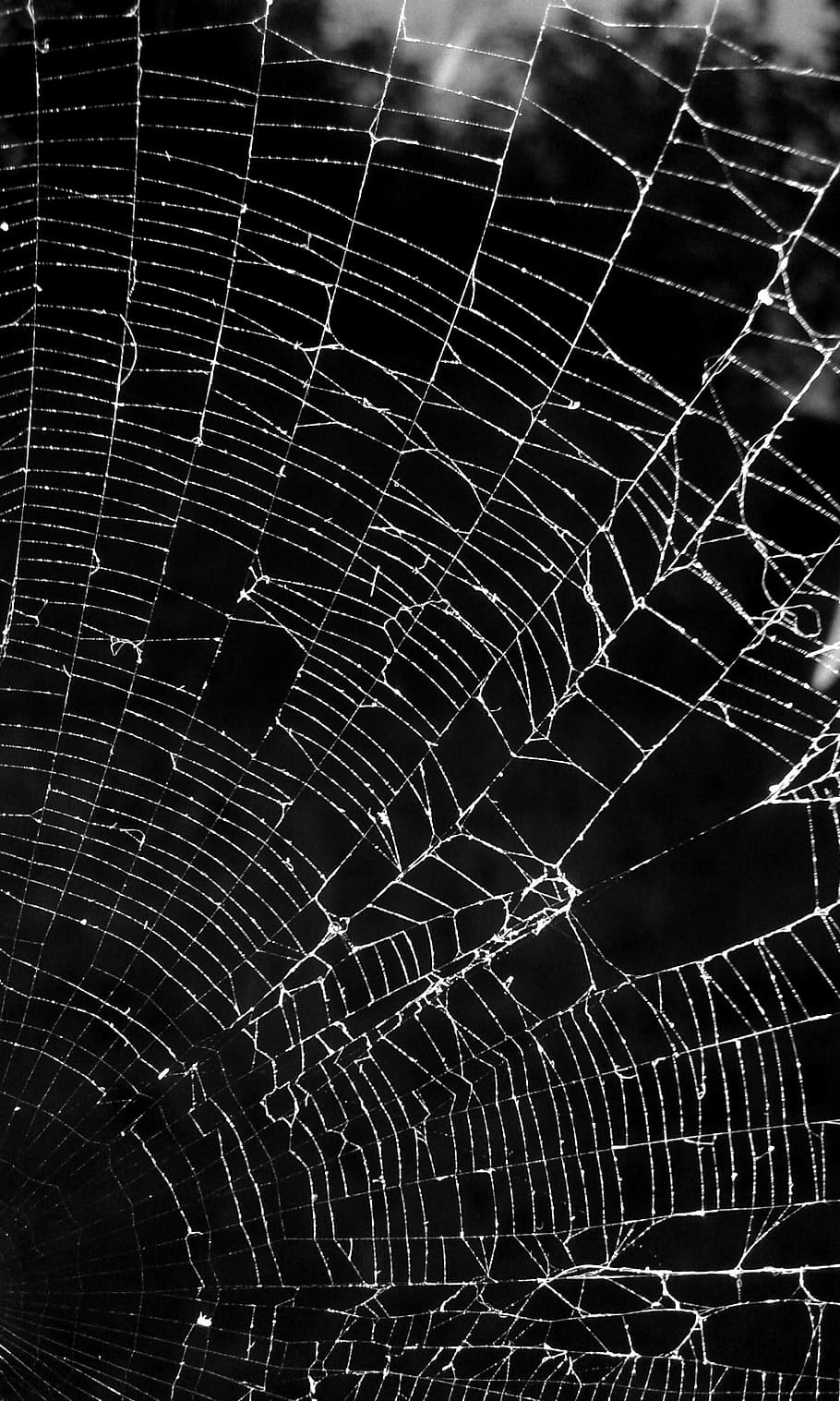 hitam dan putih, gelap, potret, labah-labah, jaring laba-laba, alam, kerapuhan, latar belakang, web, tidak ada orang