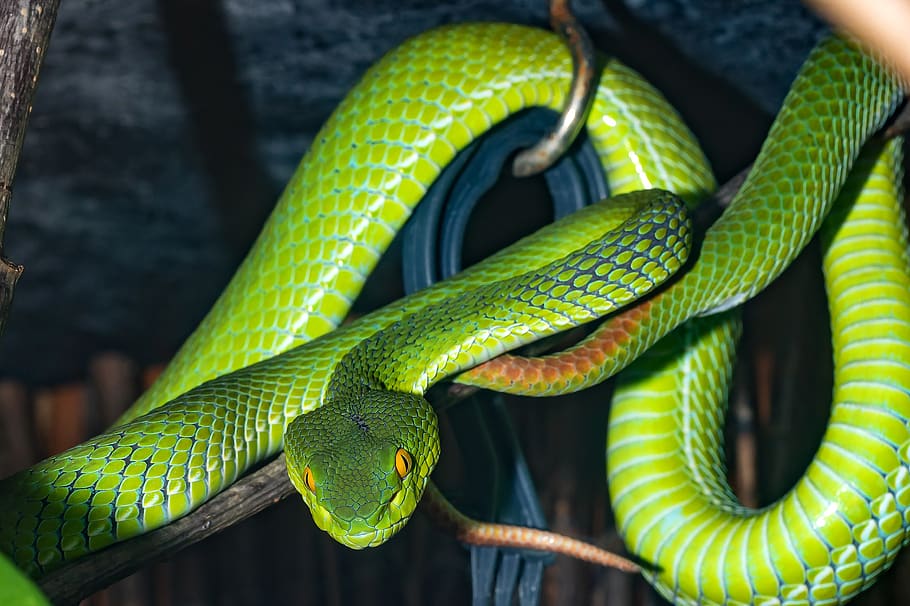 змея, ядовитая змея, зеленый, гадюка, крупный план, рептилия, опасный, токсичный, темы животных, одно животное