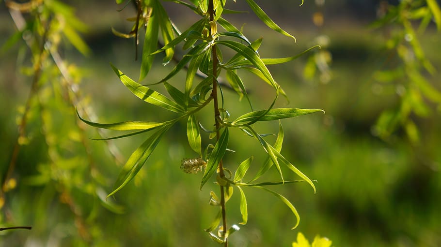 nature, plants, green, leaflet, twigs, hanging, willow, green color, plant, growth